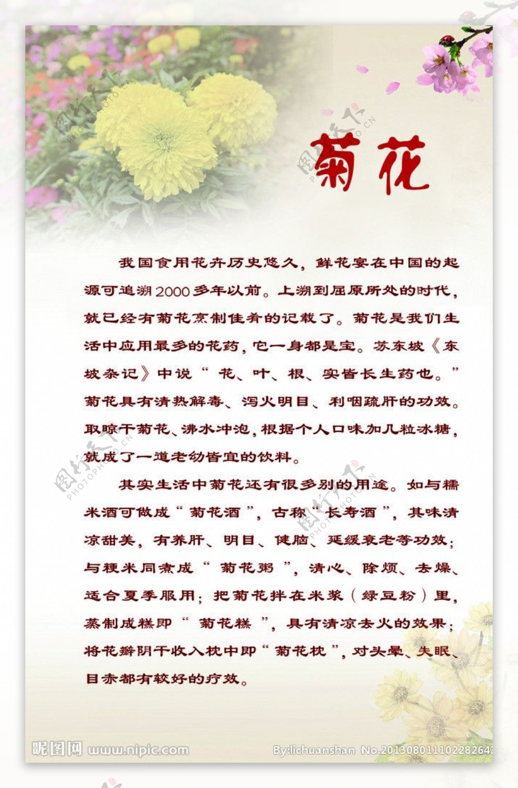 菊花图片