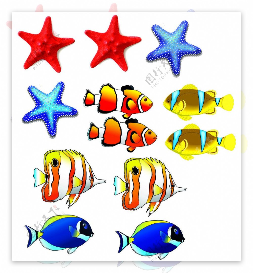 鱼海星图片
