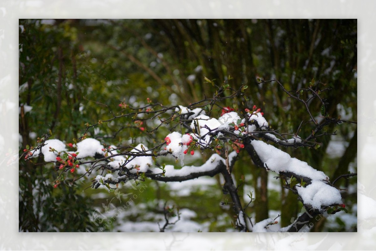 梅花傲雪图片