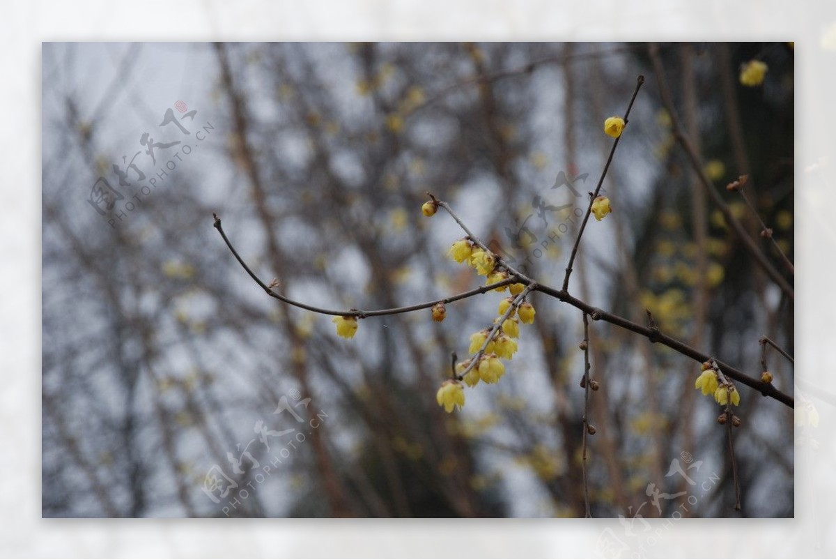 蜡梅花图片