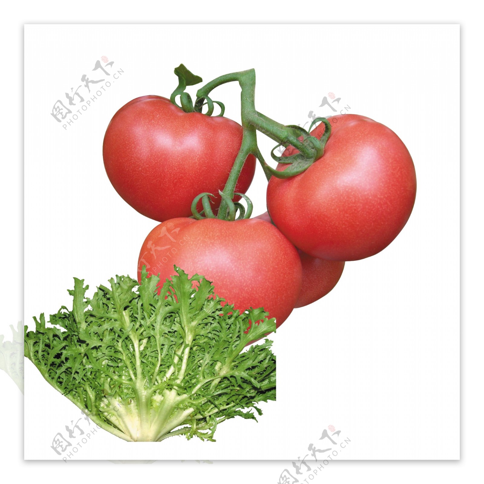 西红柿苦菊图片