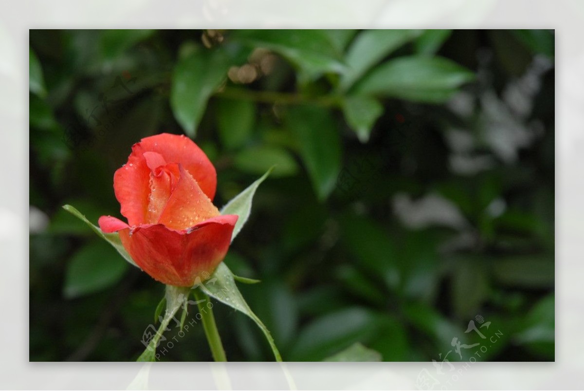 月季花苞图片