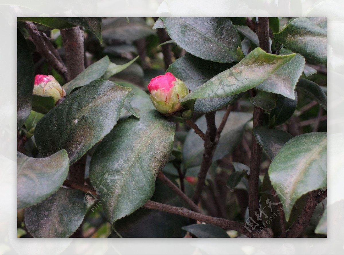 山茶花苞图片