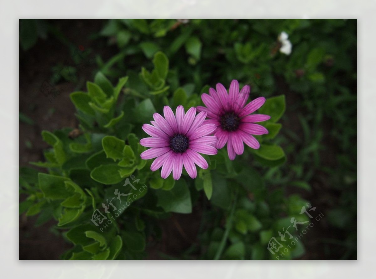 紫色小野菊图片