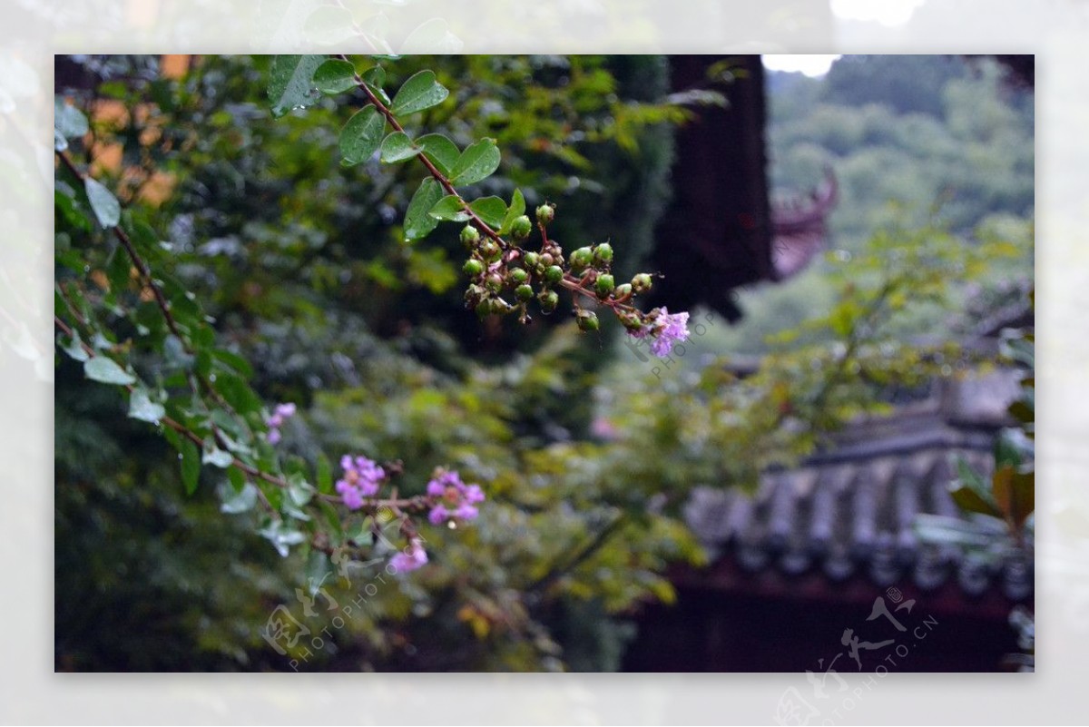 园林山花图片