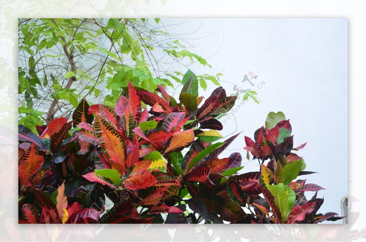 彩色树叶的植物图片