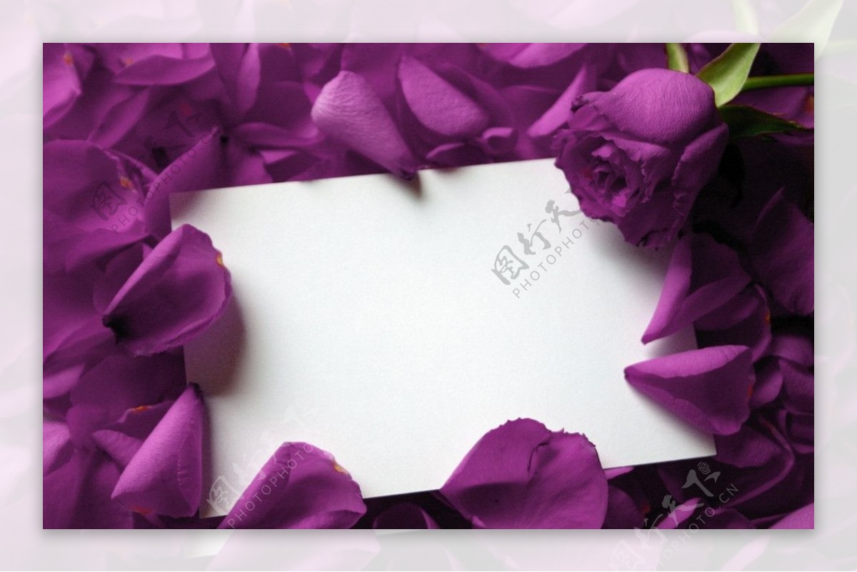 紫色玫瑰花瓣图片