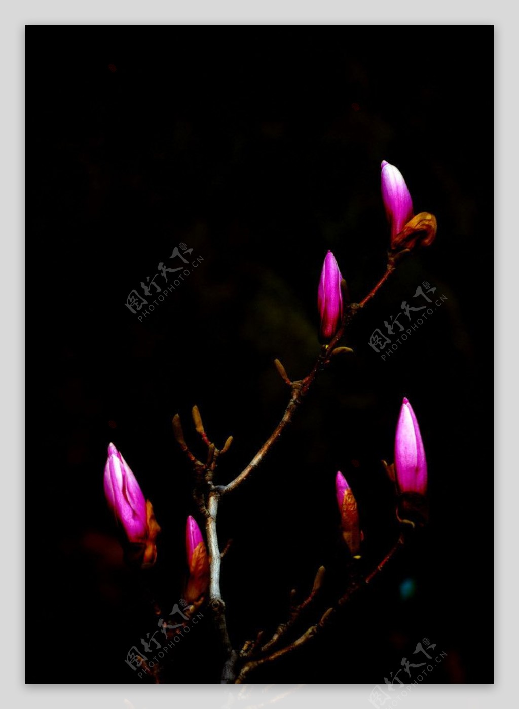 紫色玉兰花图片