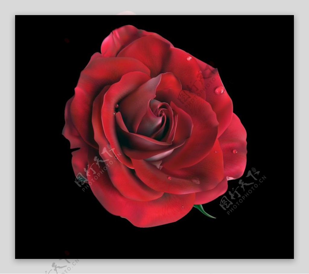 ai绘制逼真写实水珠红玫瑰矢量素材图片