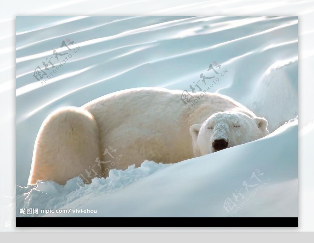 AI绘制的逼真北极熊图片