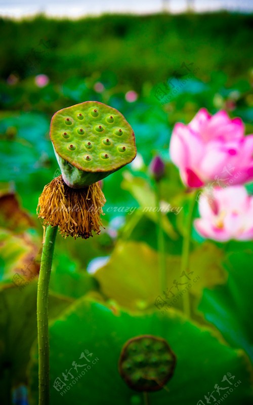 莲花莲藕图片