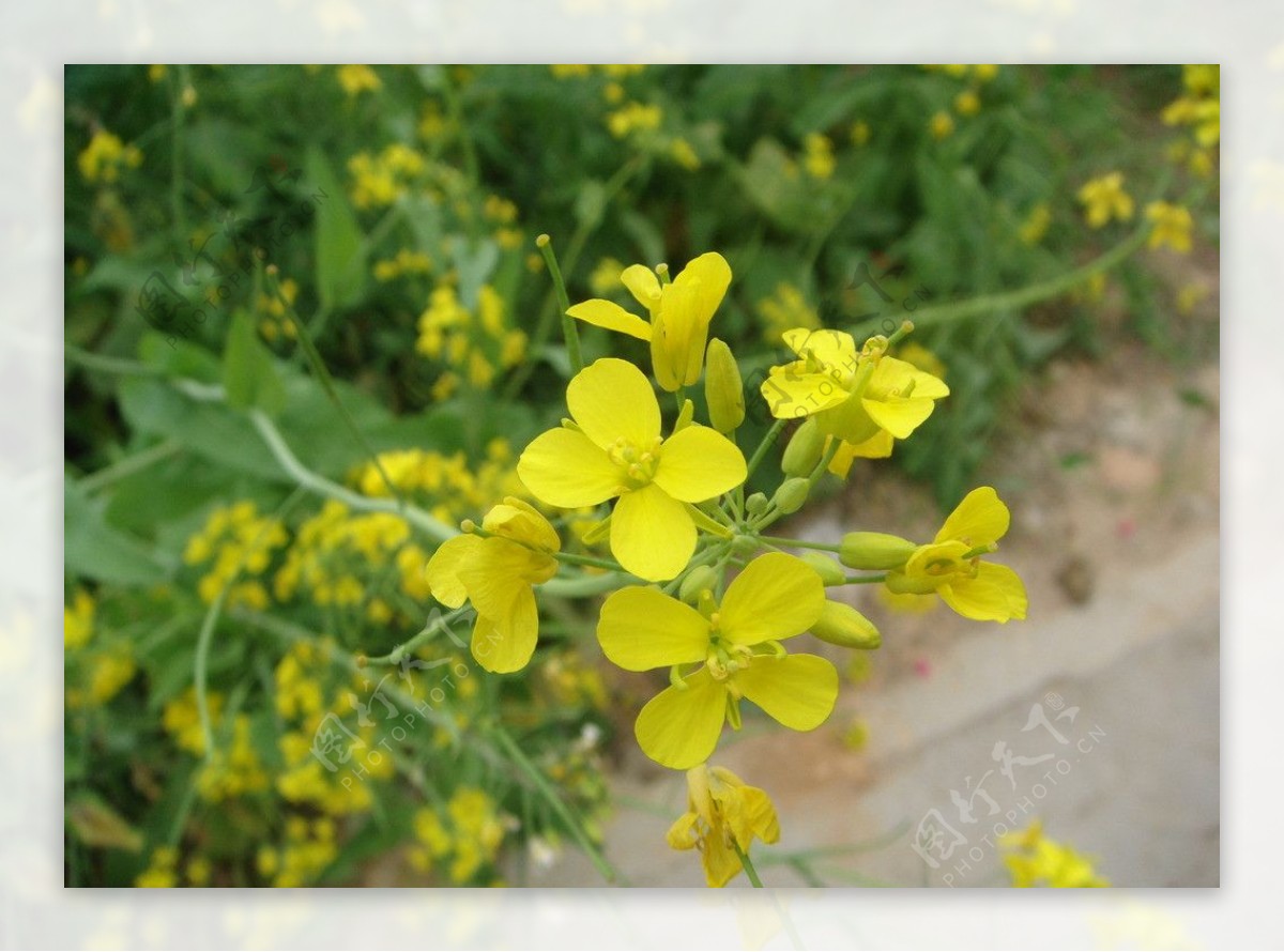 油菜花图片