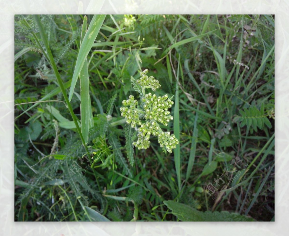 无名小花图片