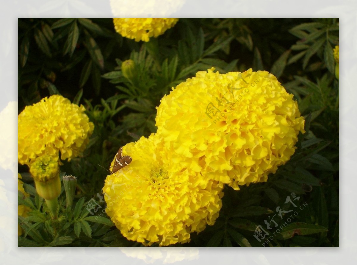 公园里的黄色小菊花图片
