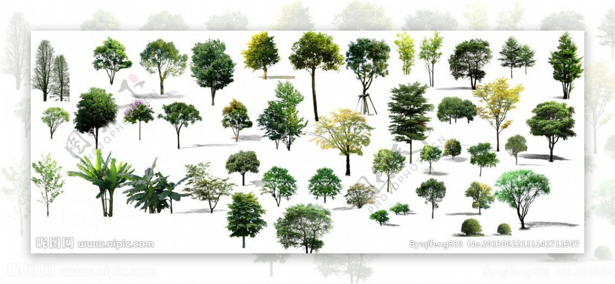 绿化景观树素材图片