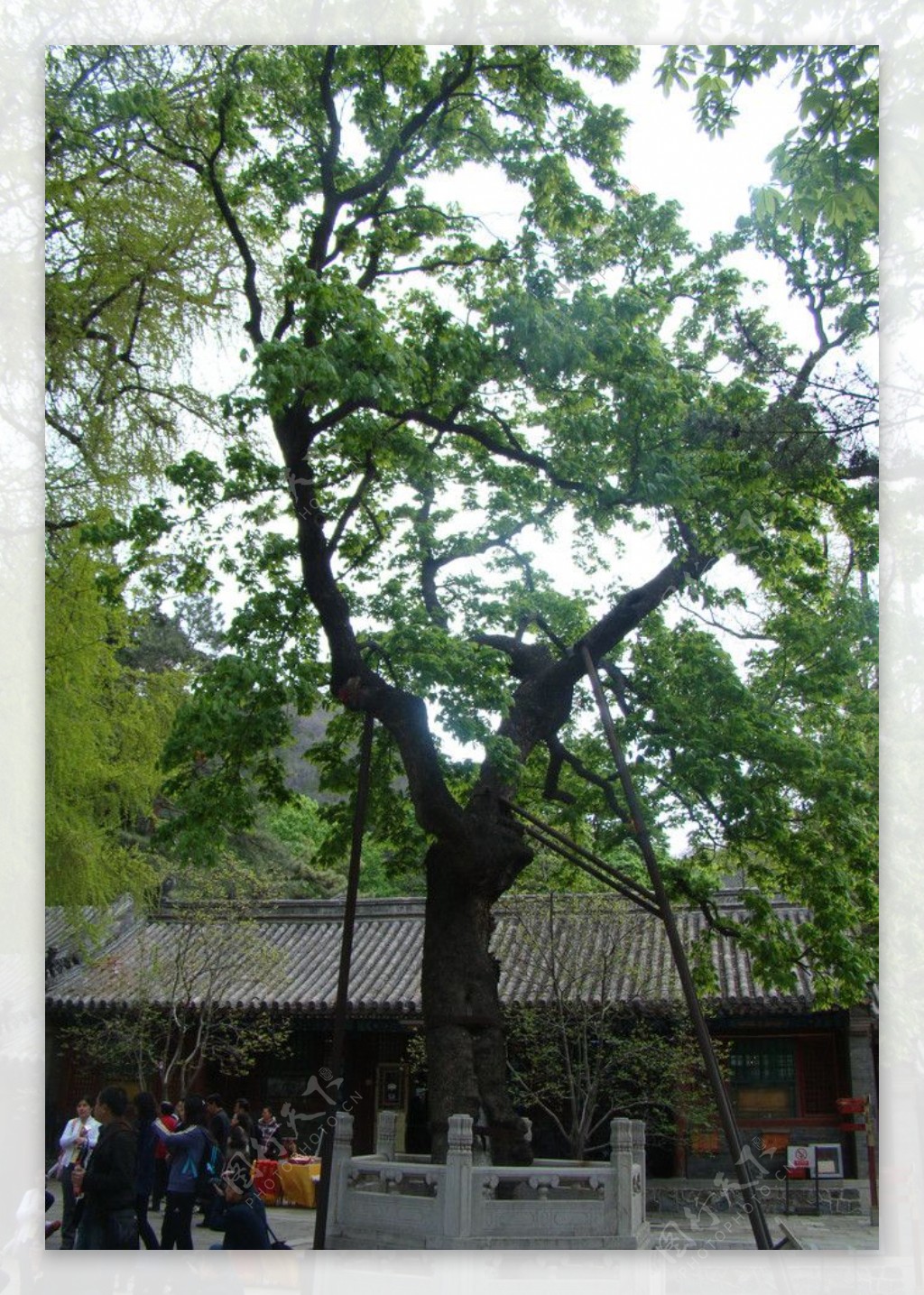 潭柘寺的古树图片