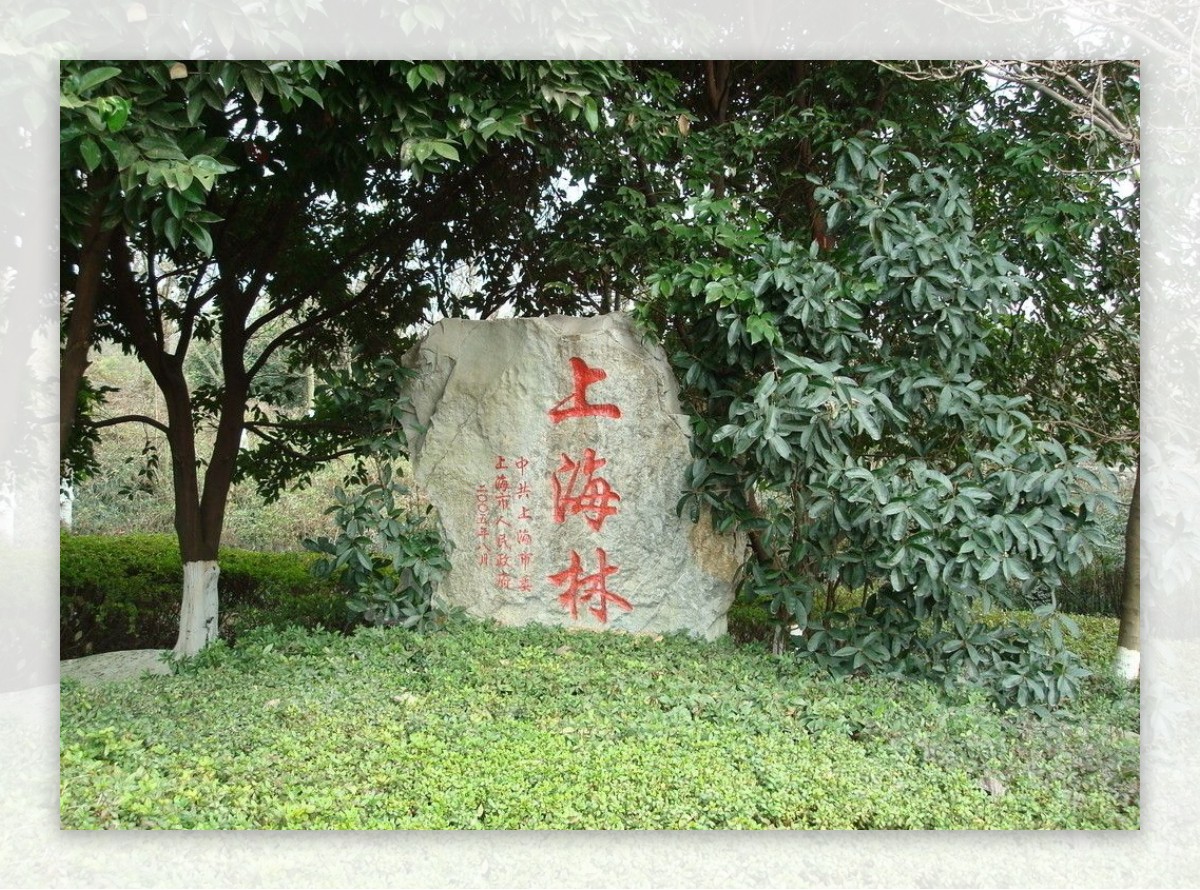 上海林图片