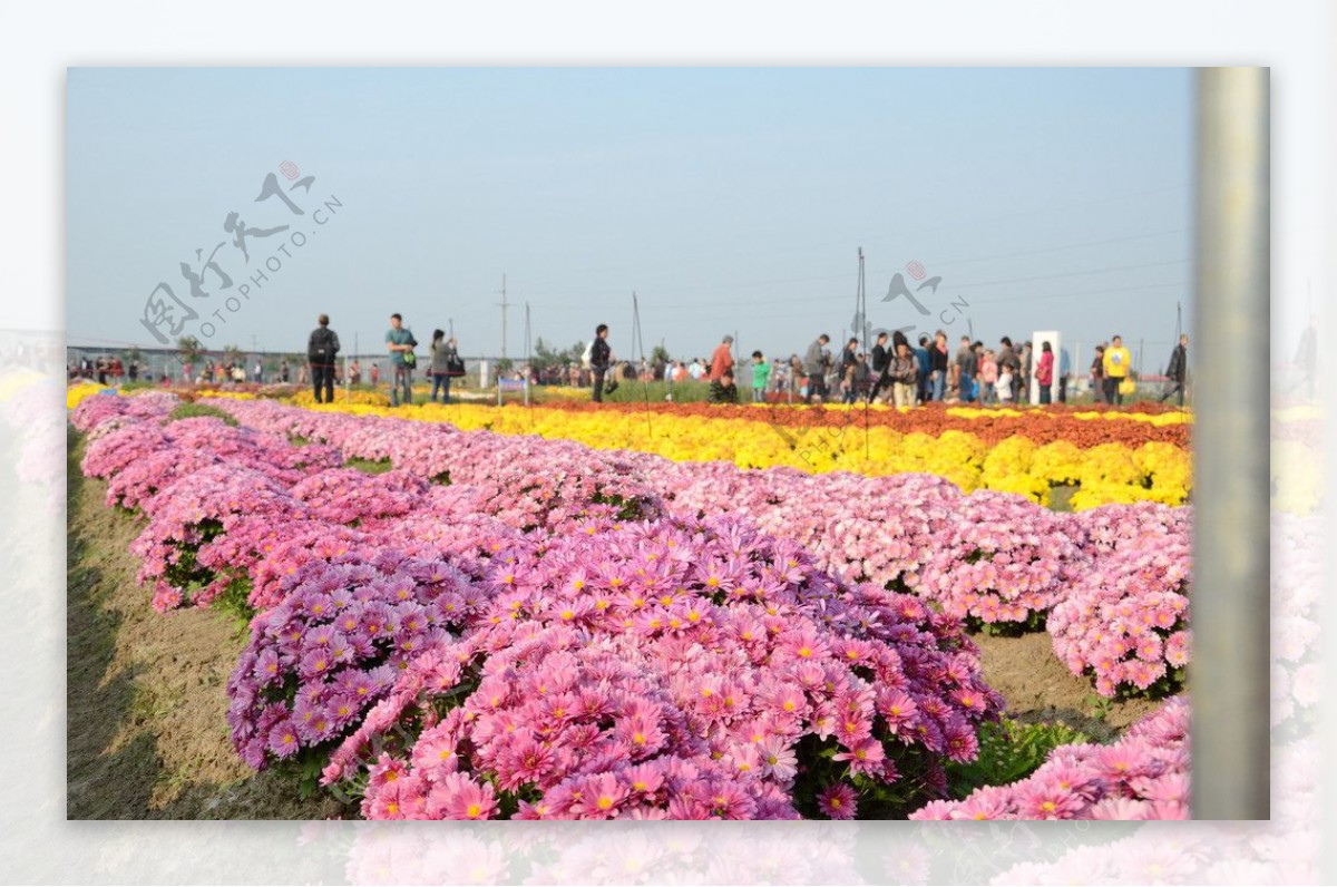 粉色菊花秋菊展图片