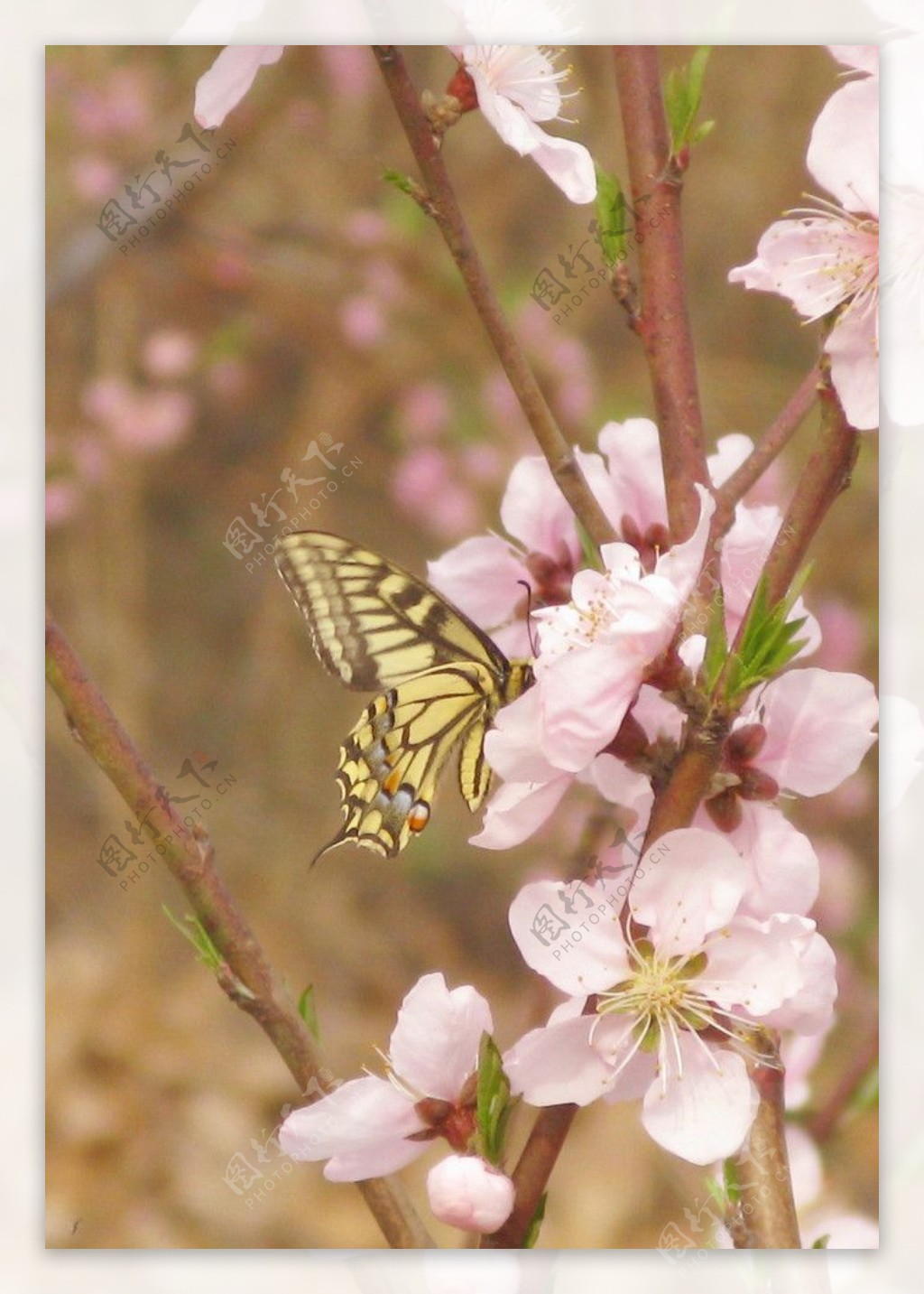 蝴蝶桃花图片