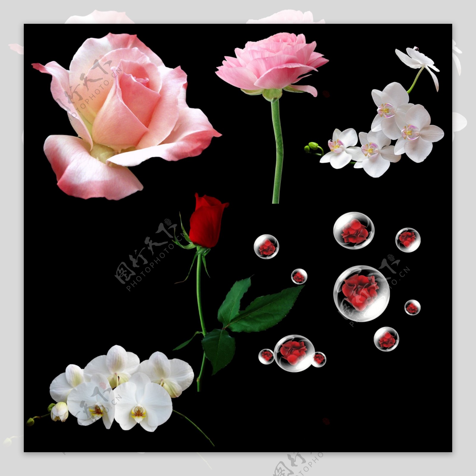 玫瑰花和蝴蝶兰图片