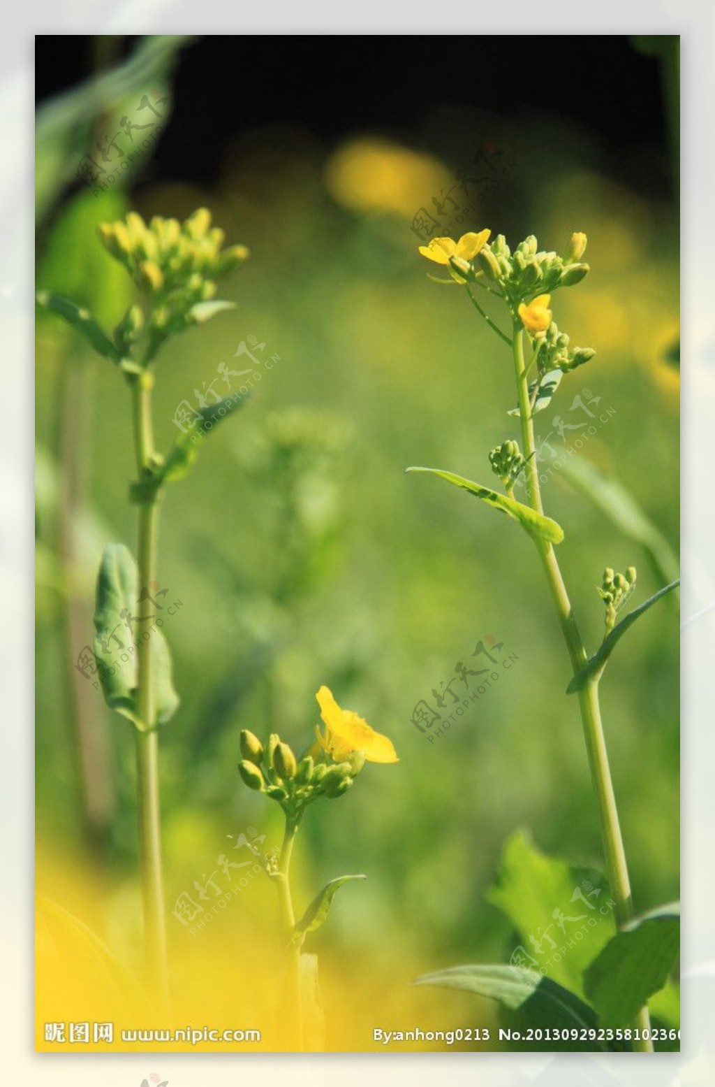 油菜花图片