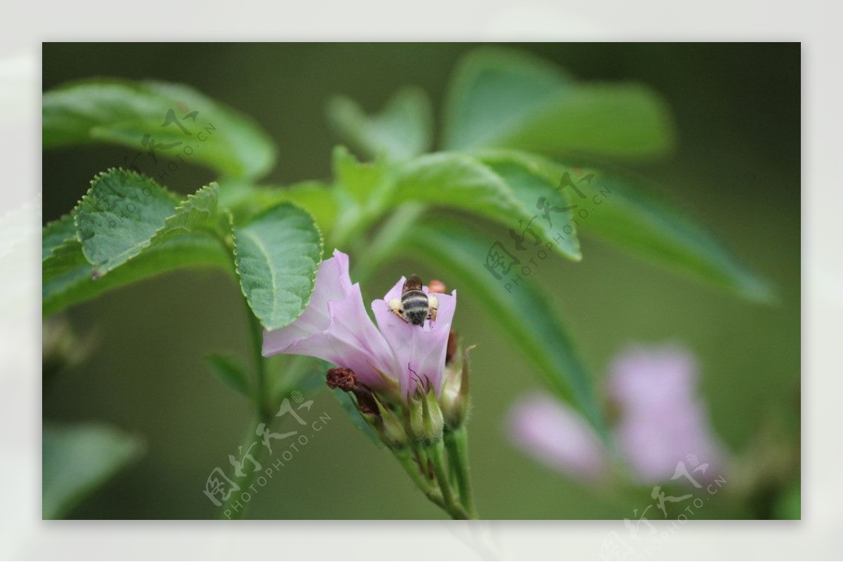 蜜蜂与喇叭花图片