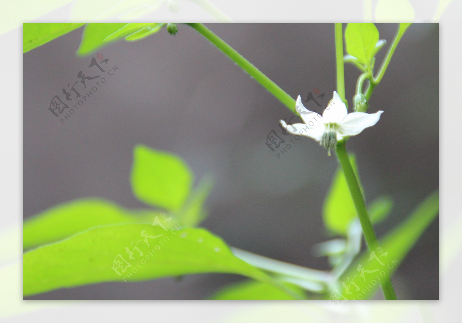 花朵特写图片