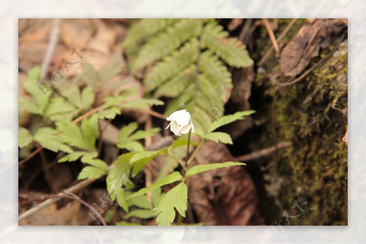 小花小草图片