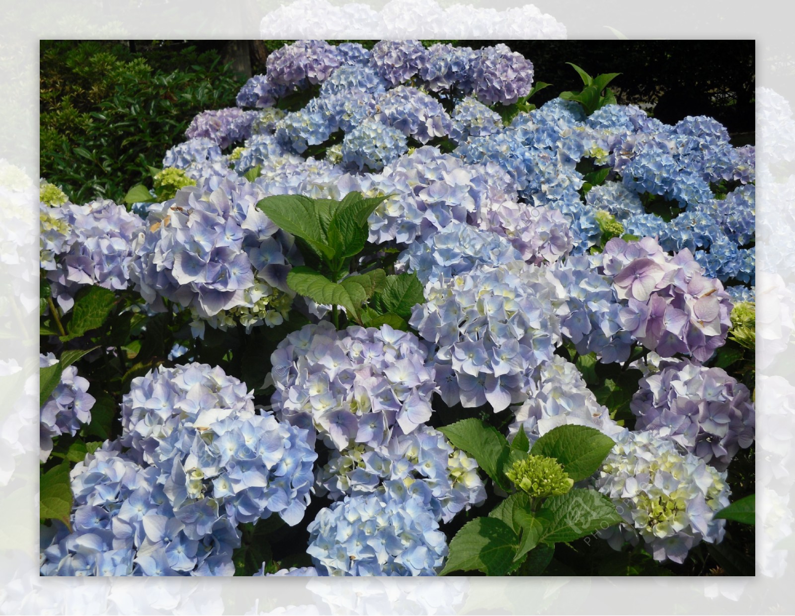蓝紫色绣球花图片