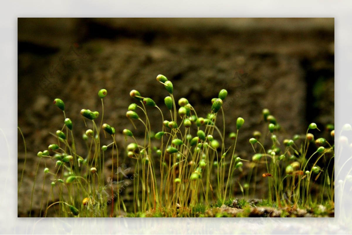 苔藓植物图片