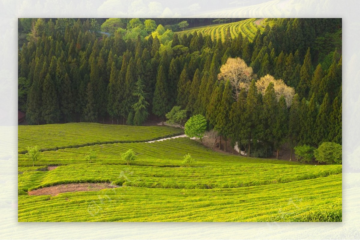 茶山风貌图片