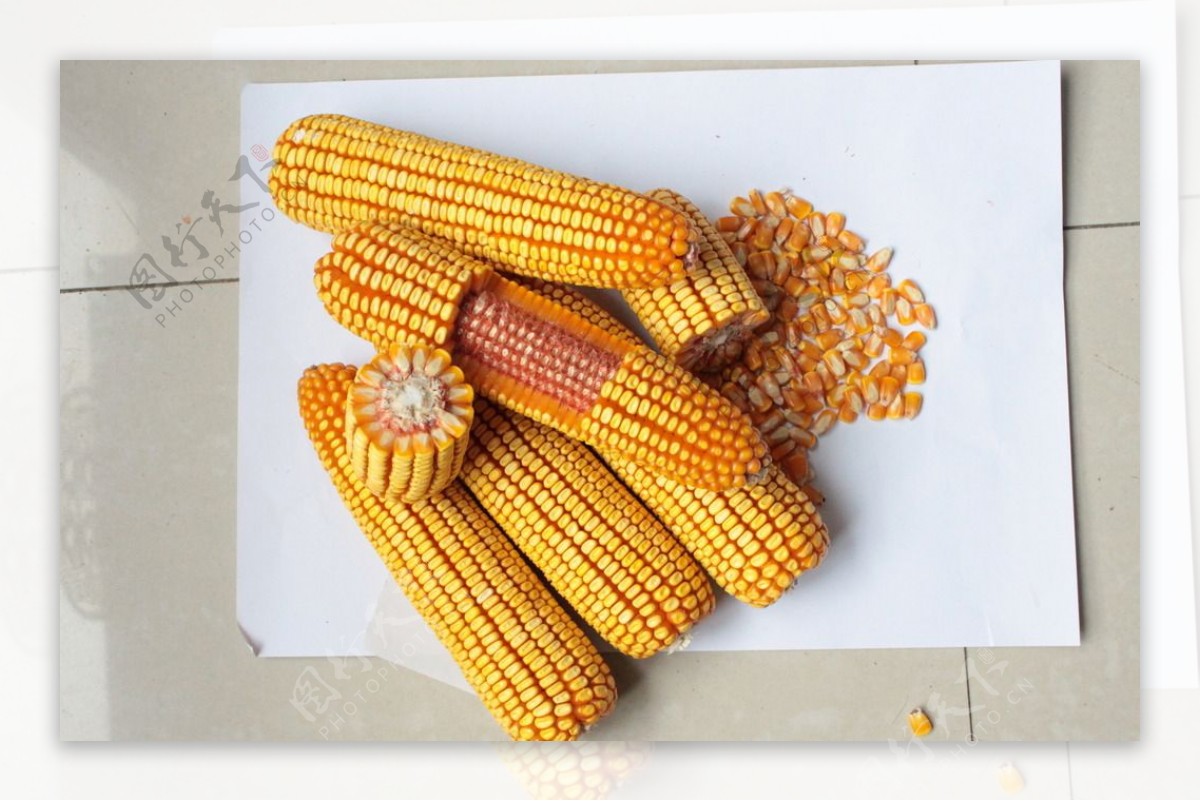 玉米种子图片素材-编号15793550-图行天下