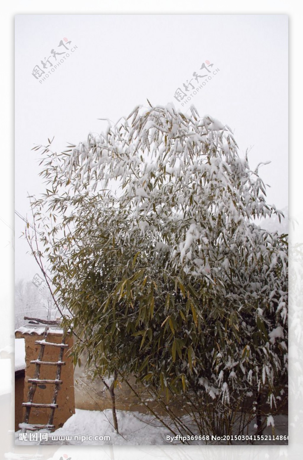 雪压翠竹图片