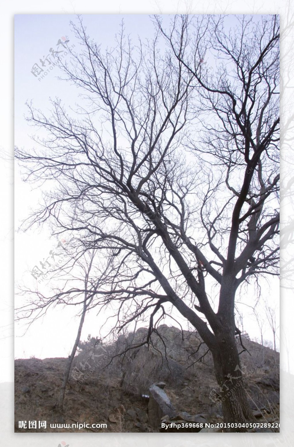 冬日树木图片