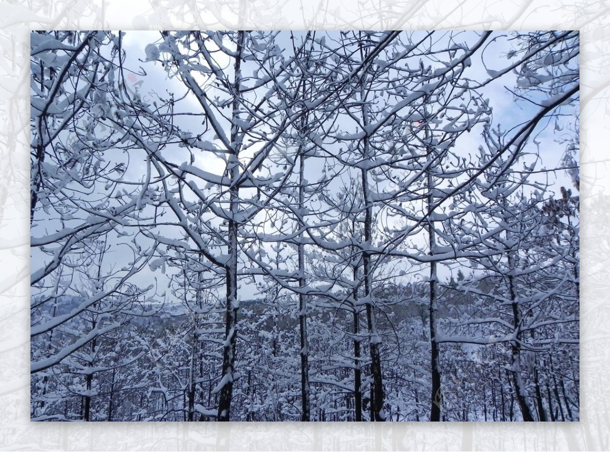 冬日雪景图片