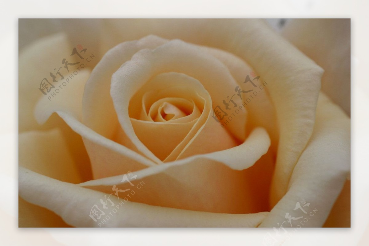 淡黄玫瑰图片