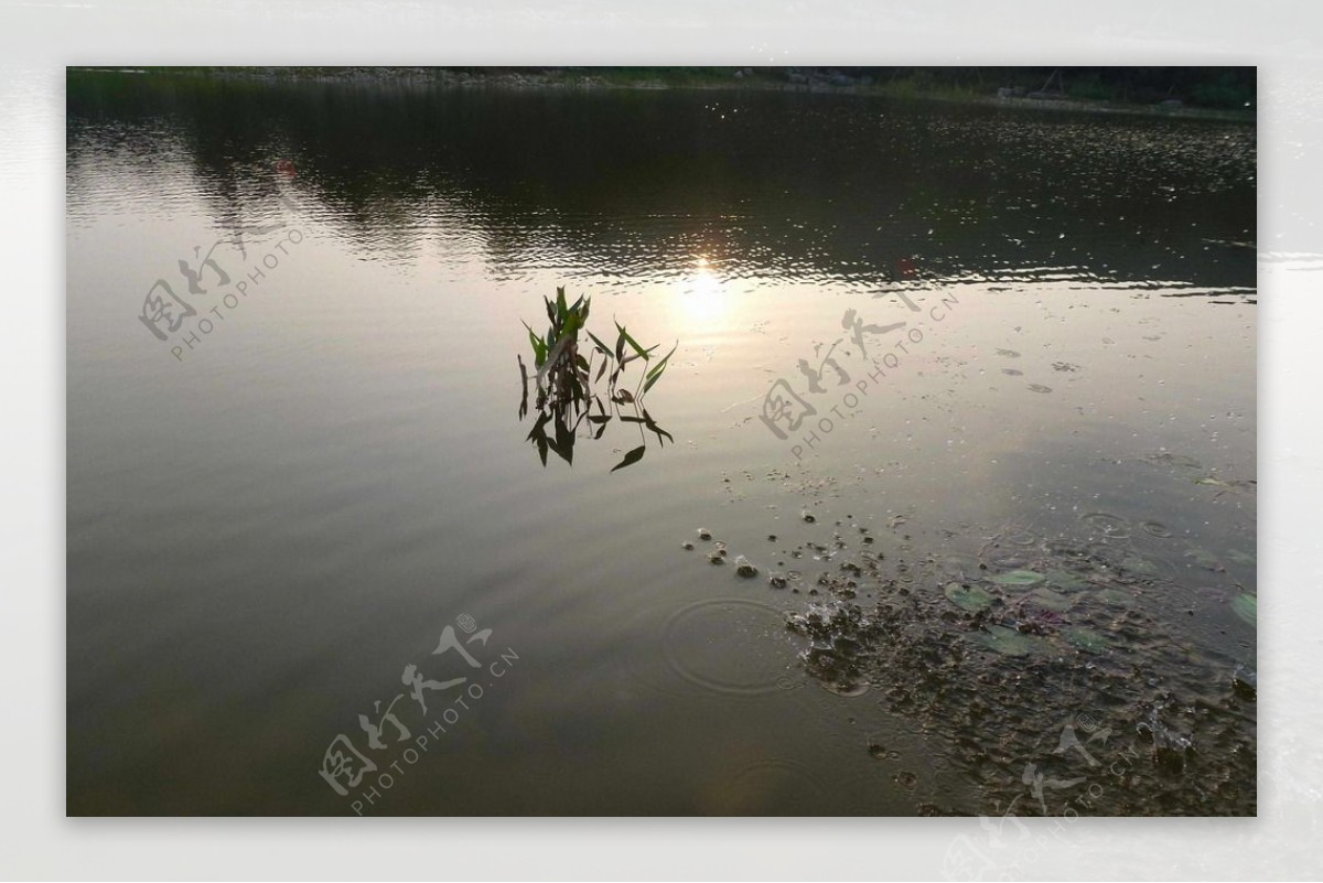 夕阳下图片