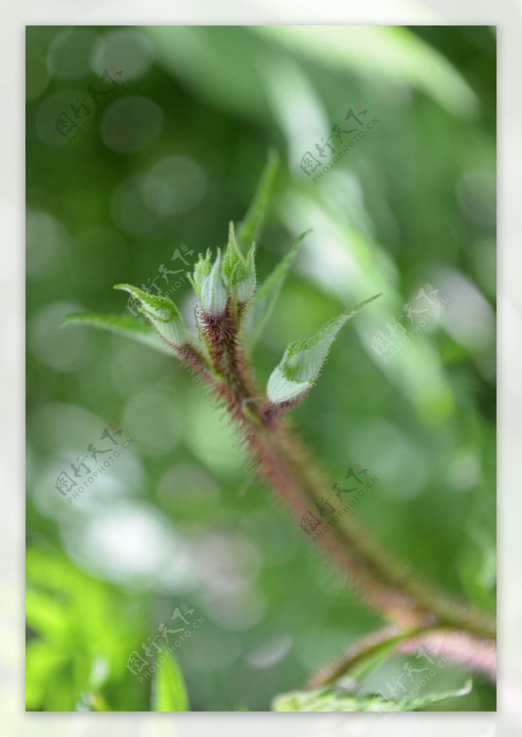 小花小草图片