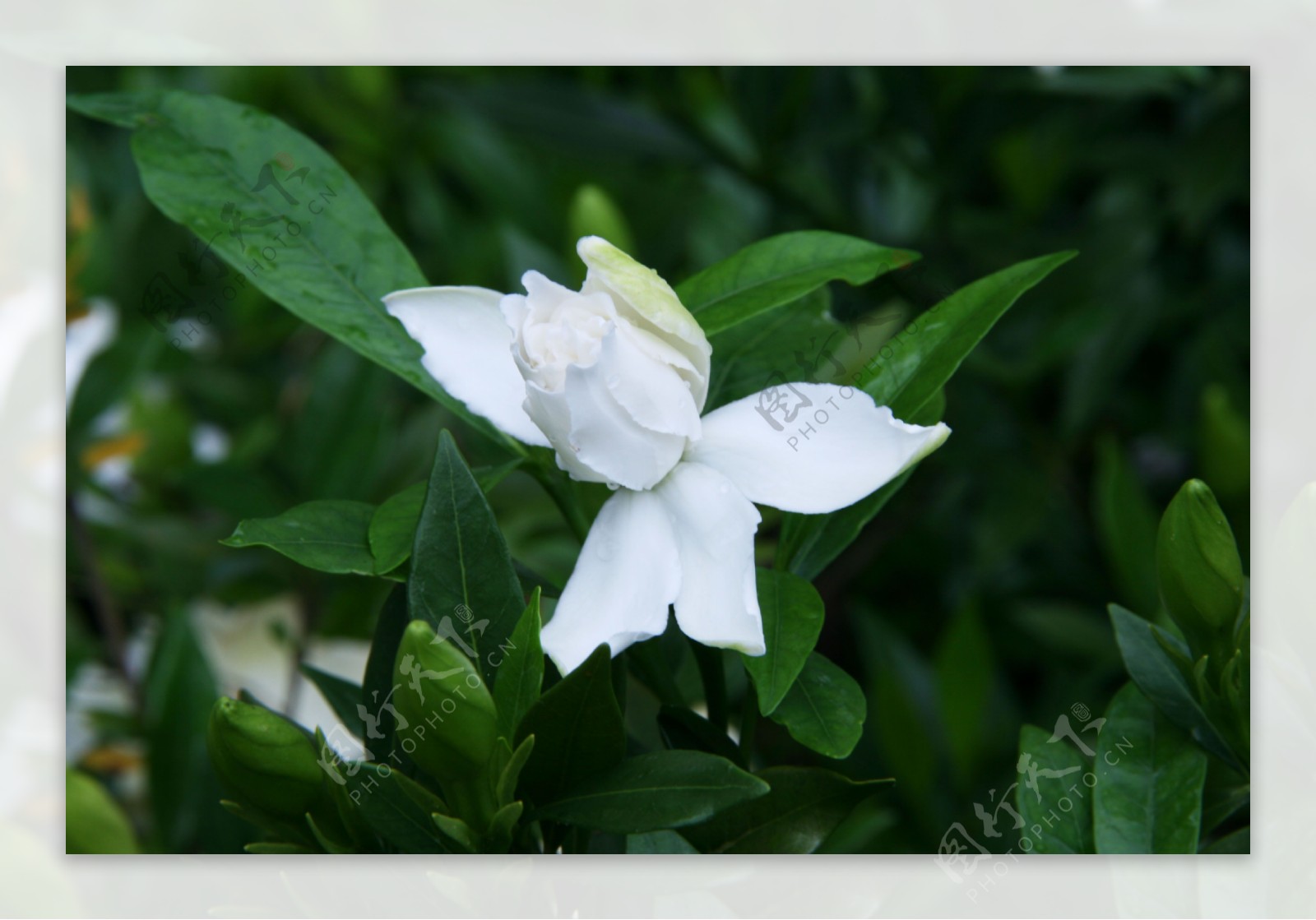 栀子花图片