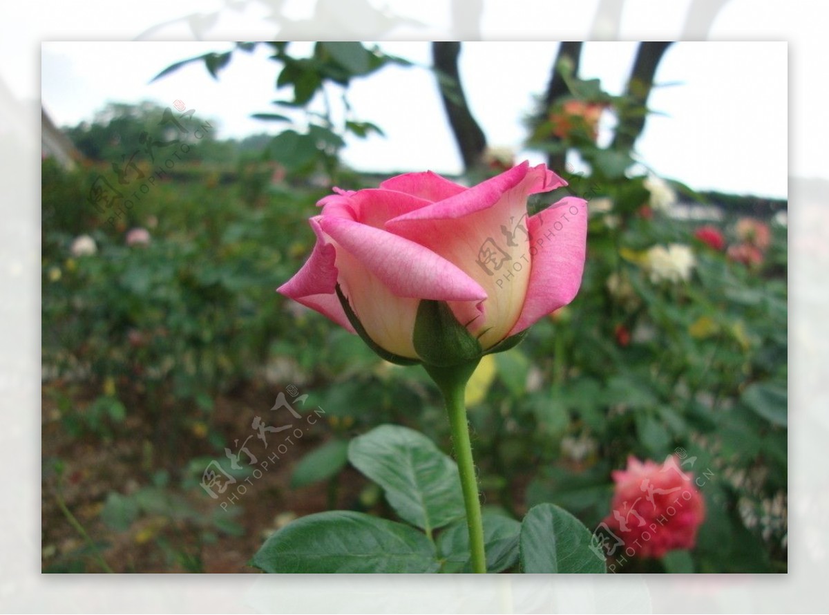 金色的玫瑰花设计元素素材免费下载(图片编号:6137736)-六图网