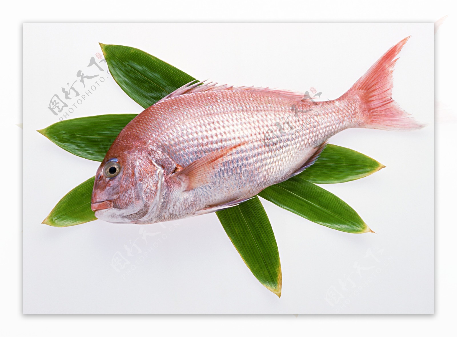 海鲜红三鱼图片