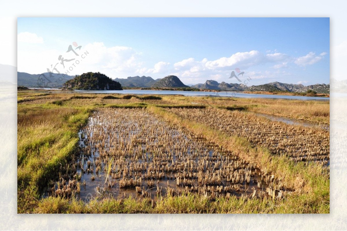 云南海丰湿地稻田图片