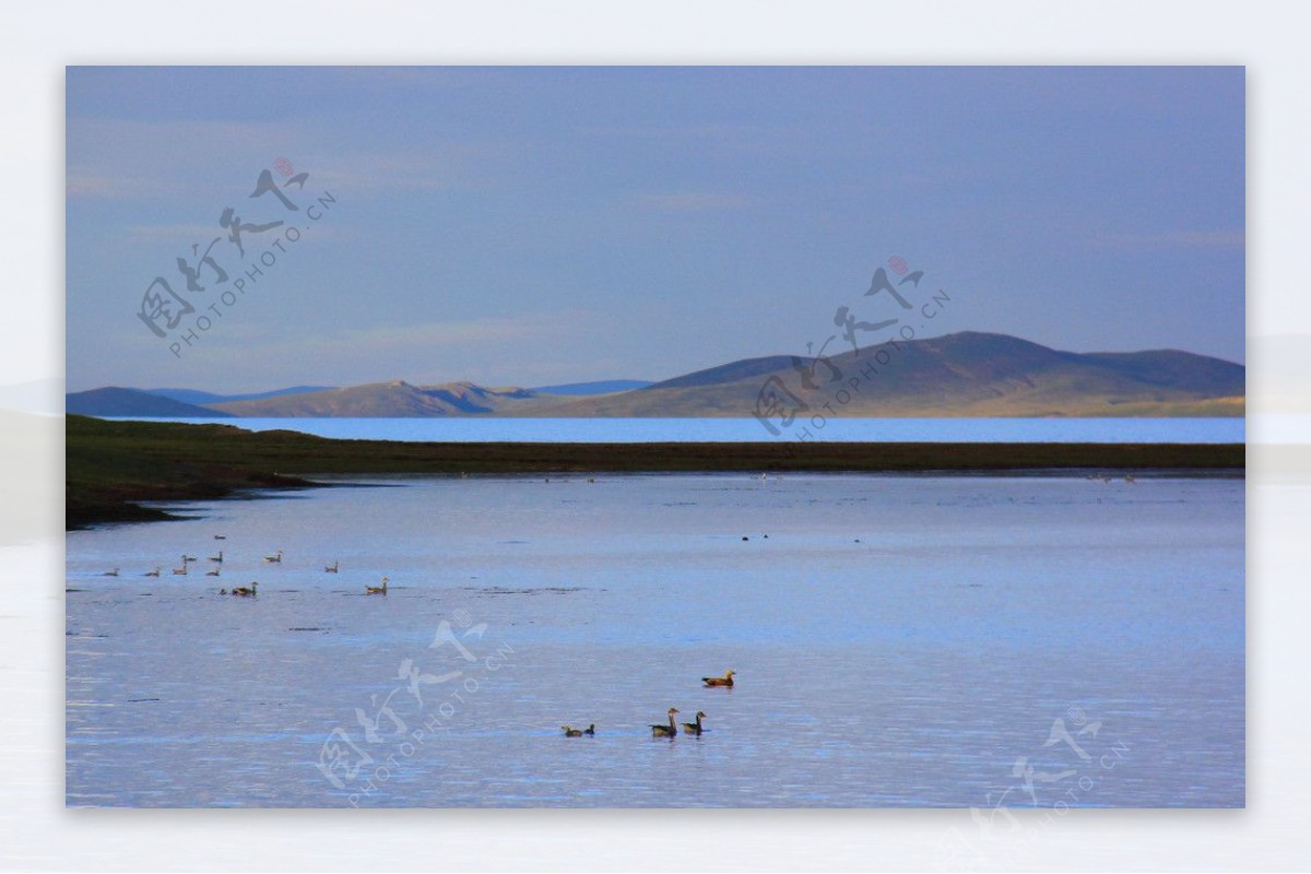 鄂陵湖野鸭图片