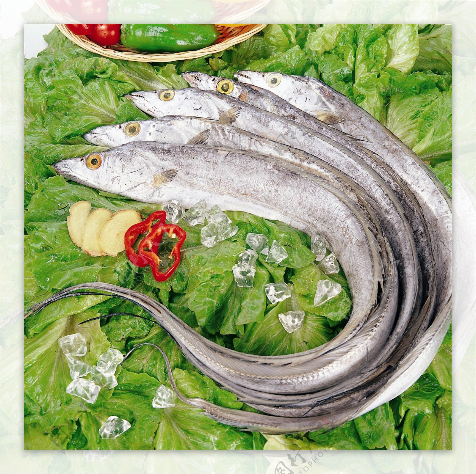 新鲜带鱼摄影图__食物原料_餐饮美食_摄影图库_昵图网nipic.com