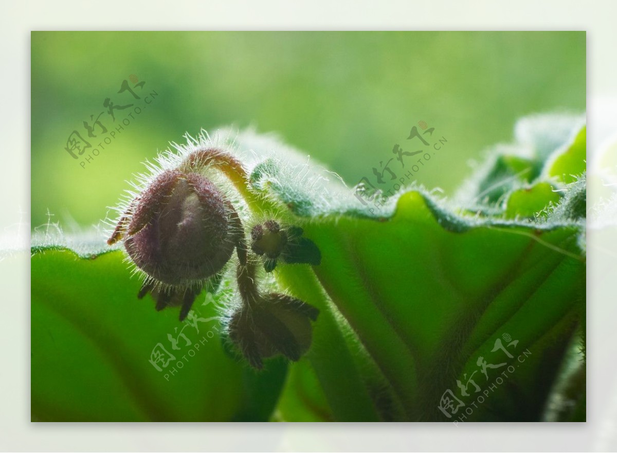 植物嫩芽图片