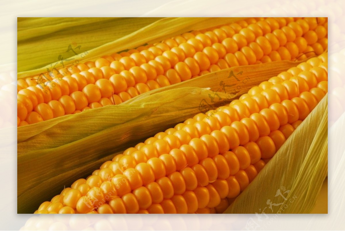金色玉米图片