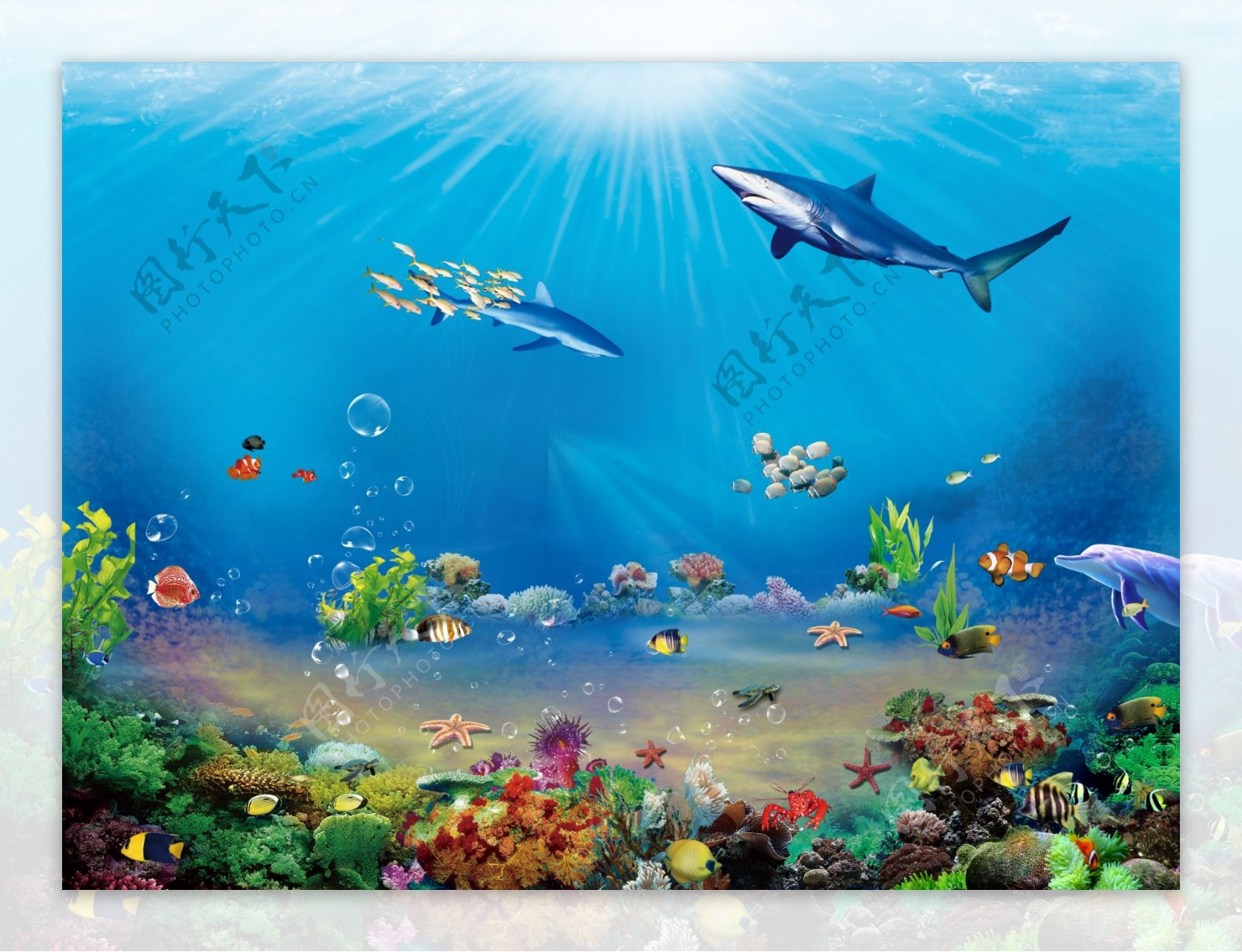 海洋生物景观素材图片