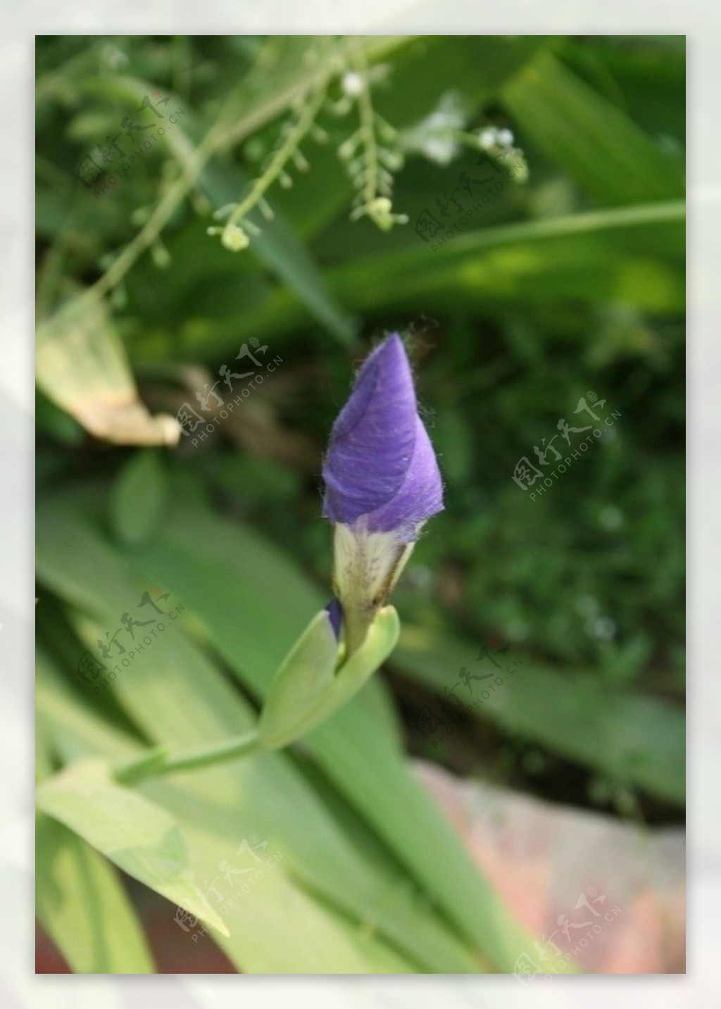 紫色花骨朵图片
