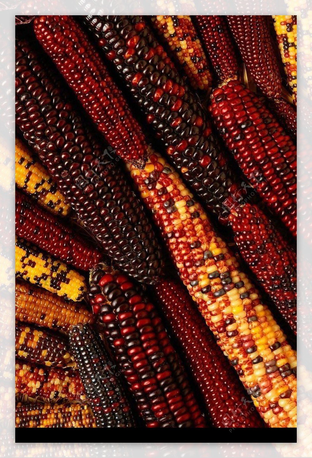 高清食品背景玉米图片