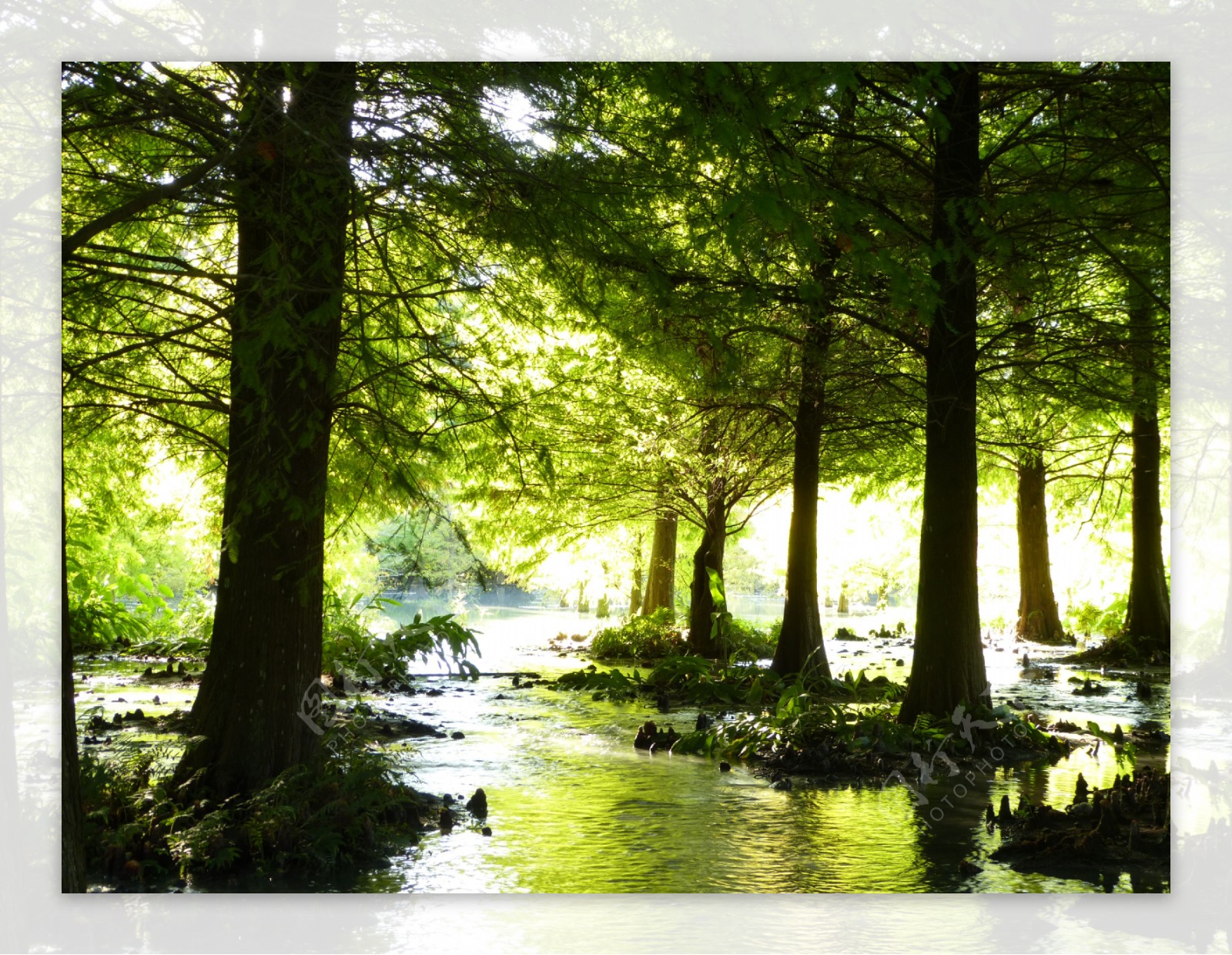 夏天森林小河流水图片